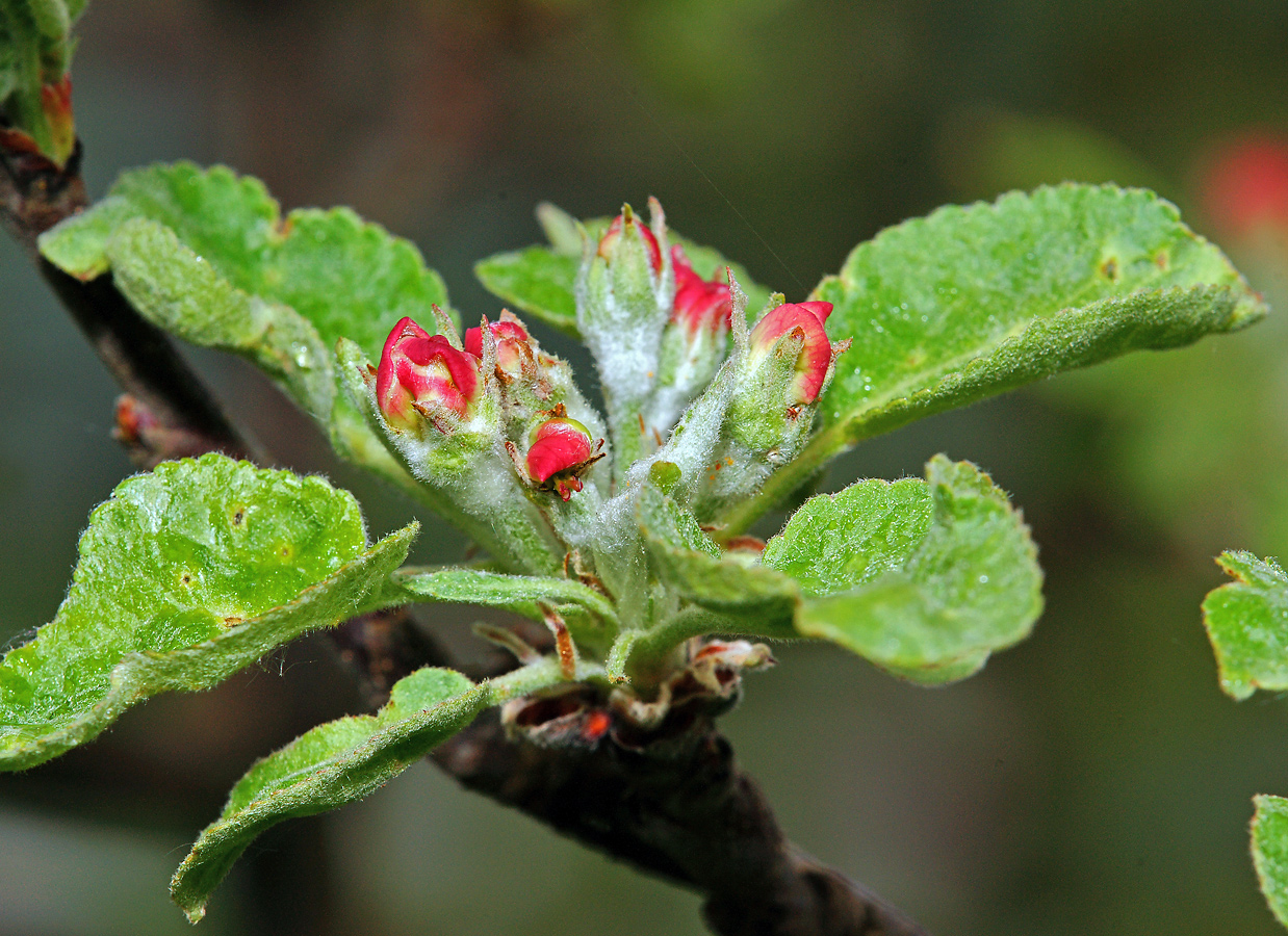 Изображение особи Malus domestica.