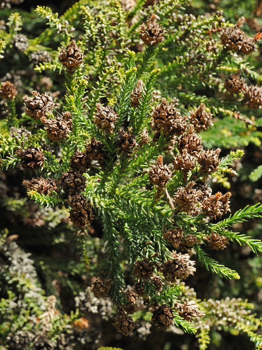 Image of Cryptomeria japonica specimen.