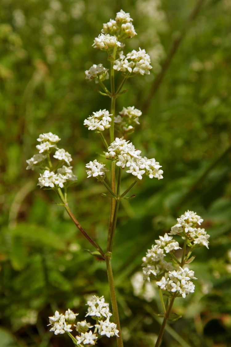 Изображение особи Galium boreale.