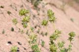 Asperula kirghisorum