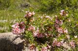 Cerasus tianshanica