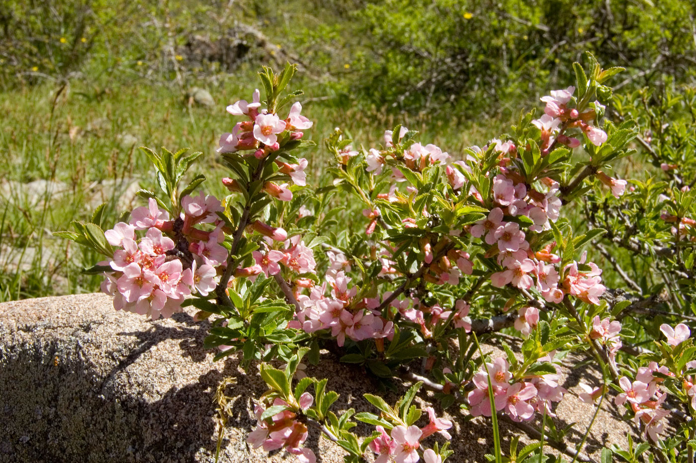 Image of Cerasus tianshanica specimen.