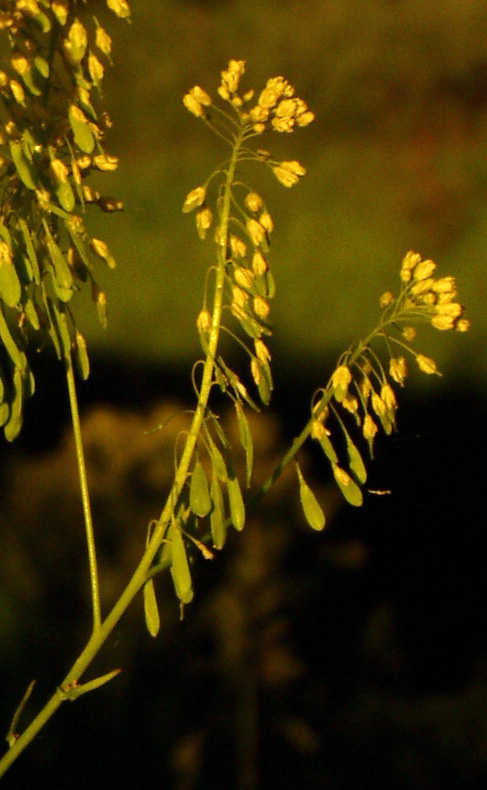 Image of Isatis campestris specimen.