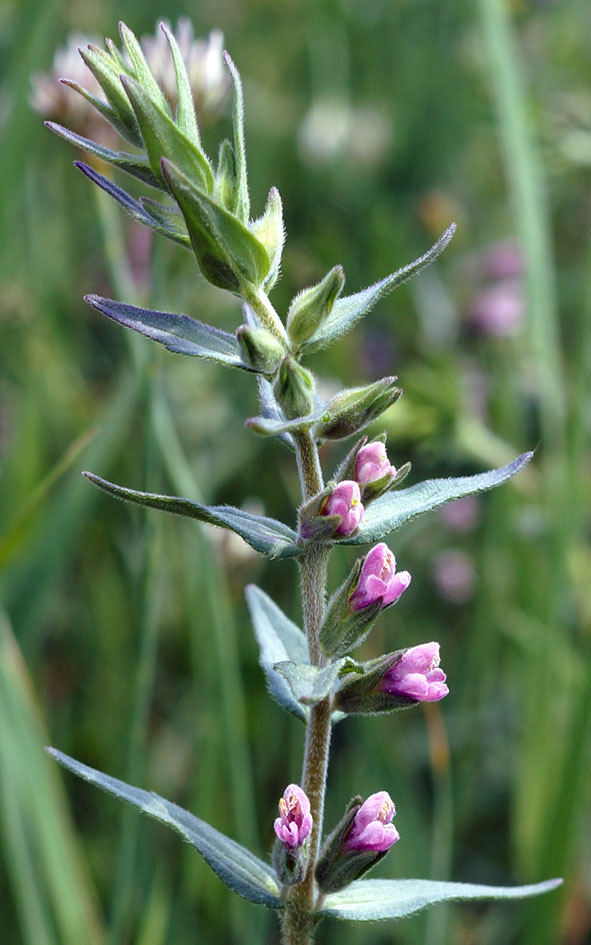 Изображение особи Odontites vulgaris.