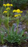 Patrinia sibirica