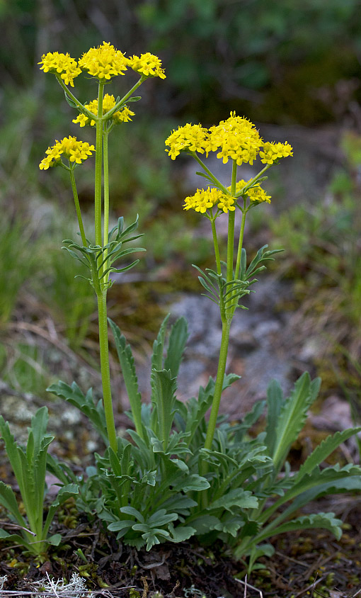 Image of Patrinia sibirica specimen.