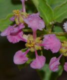 Malpighia glabra