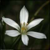 Ornithogalum kochii. Цветок. Чешская республика, Южная Моравия, национальный природный резерват Děvín-Kotel-Soutěska, 02.05.2008.