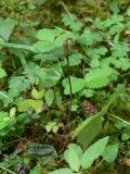 Calypso bulbosa. Плодоносящее растение. Свердловская обл., окр. г. Североуральск. 02.08.2006.