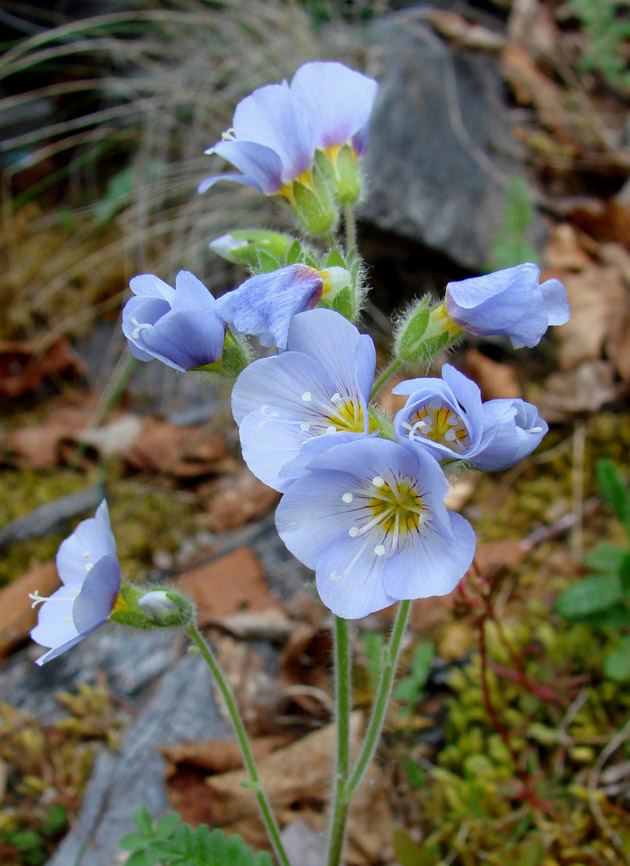 Image of Polemonium boreale specimen.