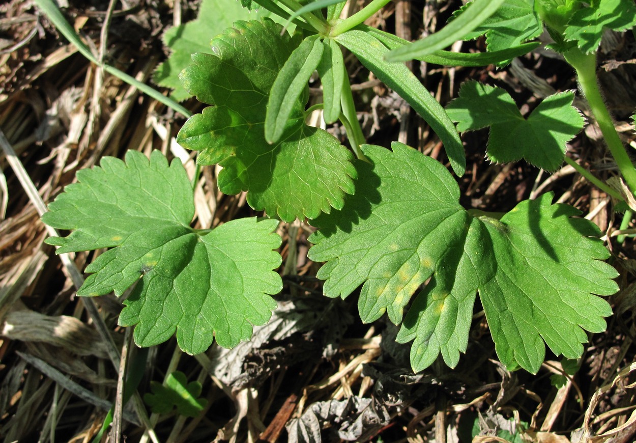 Изображение особи Ranunculus auricomus.