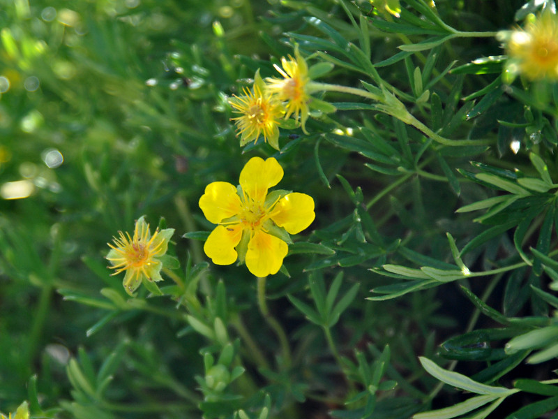 Изображение особи Potentilla biflora.