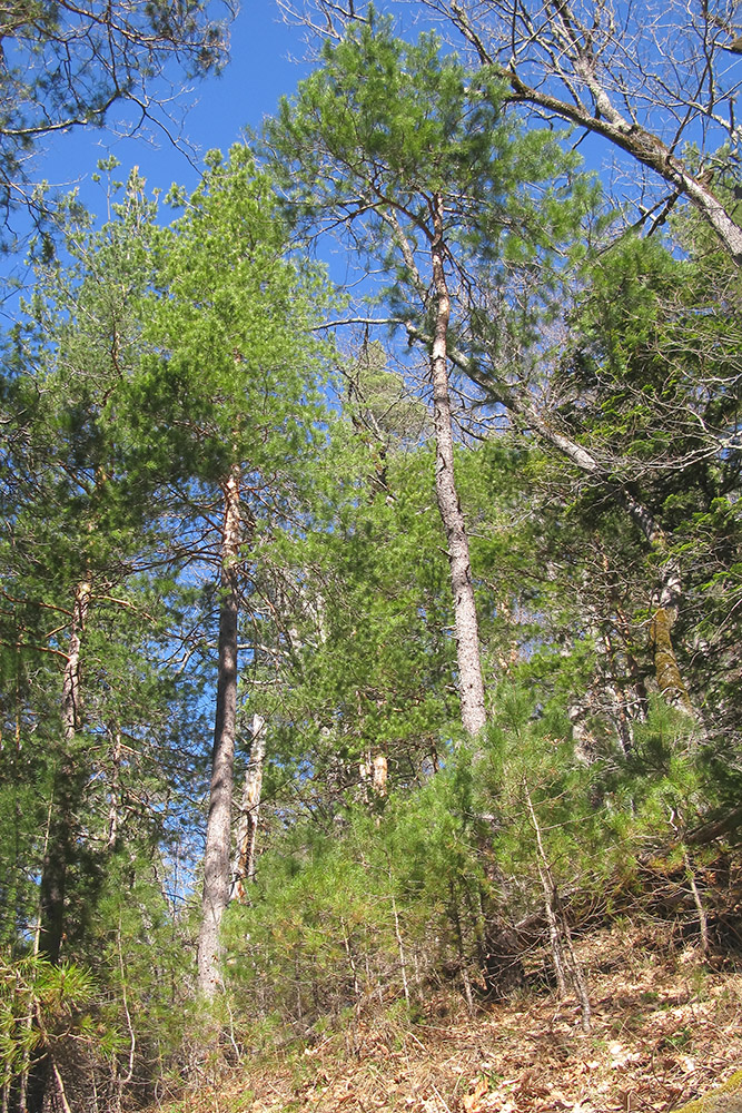 Изображение особи Pinus sylvestris ssp. hamata.