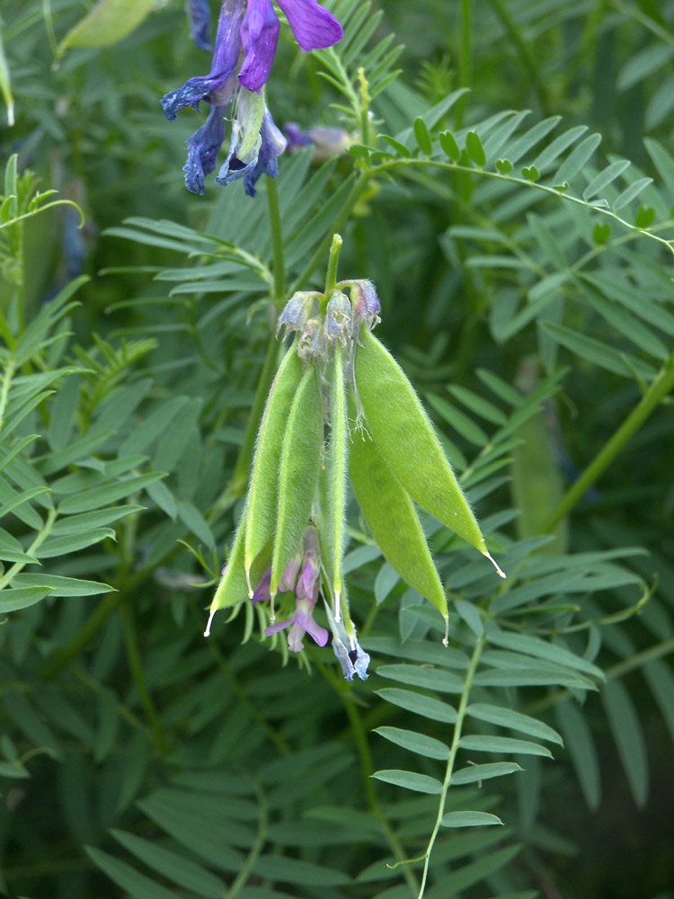 Image of Vicia sosnowskyi specimen.