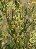 Reseda lutea