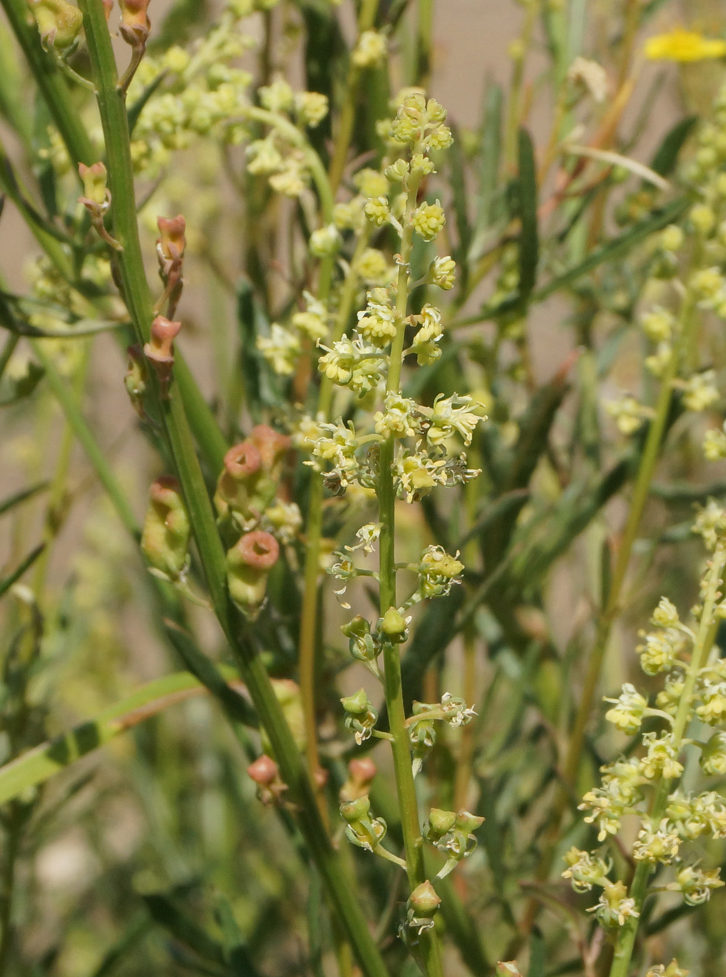 Изображение особи Reseda lutea.