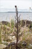 Cirsium palustre