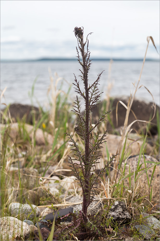 Изображение особи Cirsium palustre.