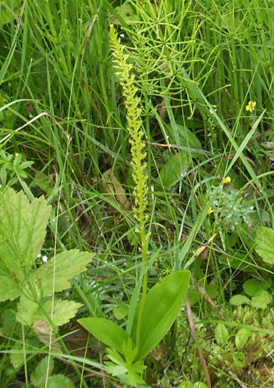 Image of Malaxis monophyllos specimen.