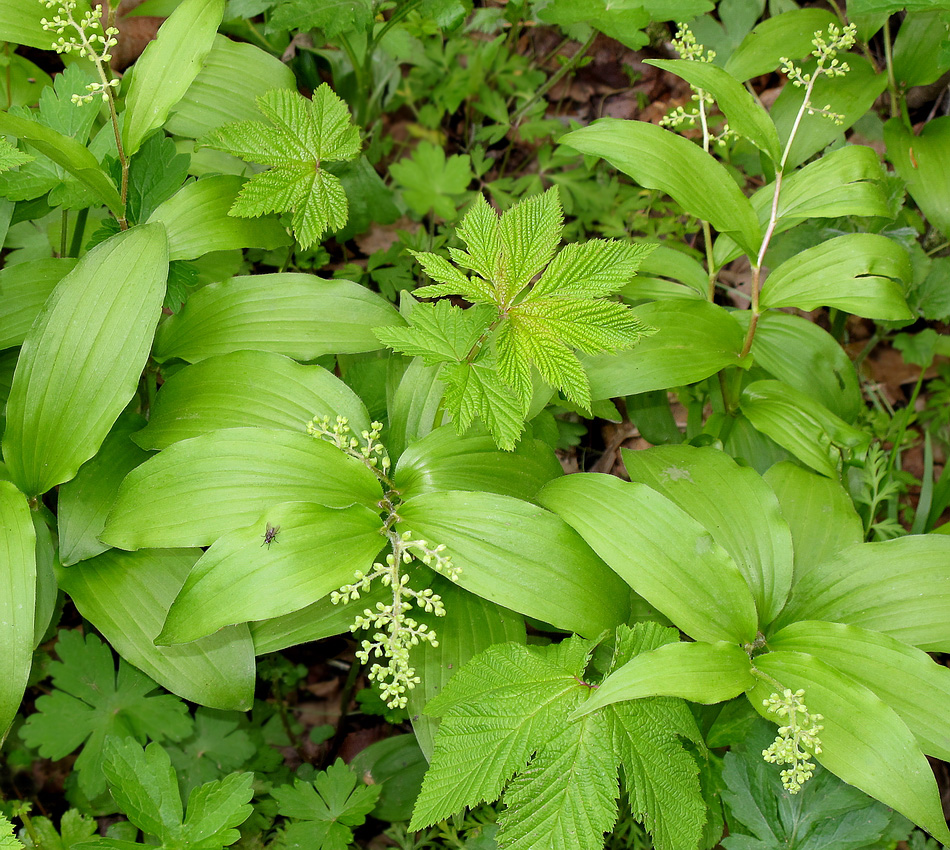 Изображение особи Smilacina hirta.