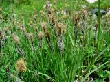 Carex orbicularis