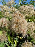 Clematis brevicaudata. Часть побега с соплодиями. Приморский край, Шкотовский р-н, окр. с. Анисимовка, опушка смешанного леса. 24.09.2010.