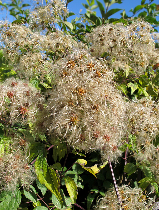 Image of Clematis brevicaudata specimen.