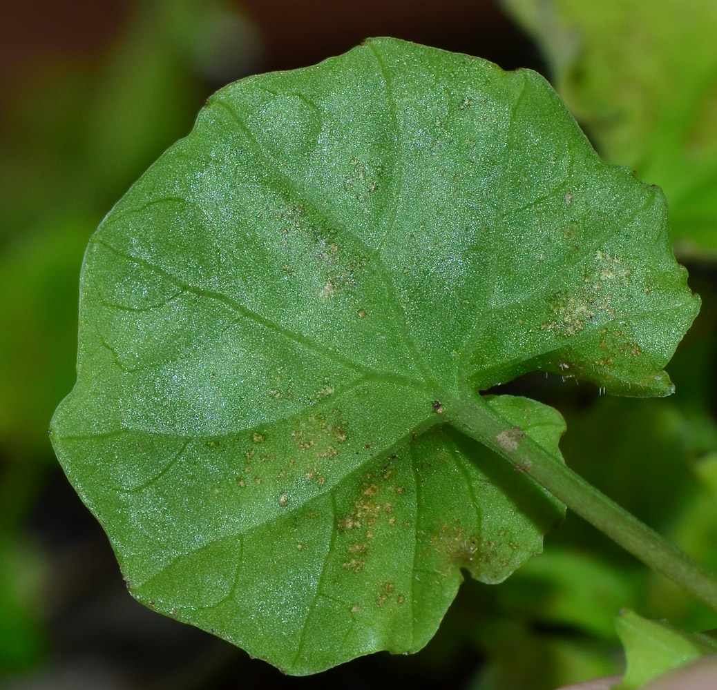 Изображение особи Viola hederacea.