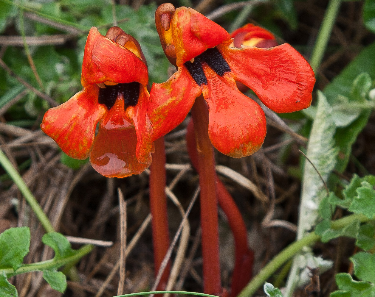 Image of Phelypaea coccinea specimen.