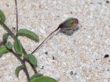 Kickxia sagittata
