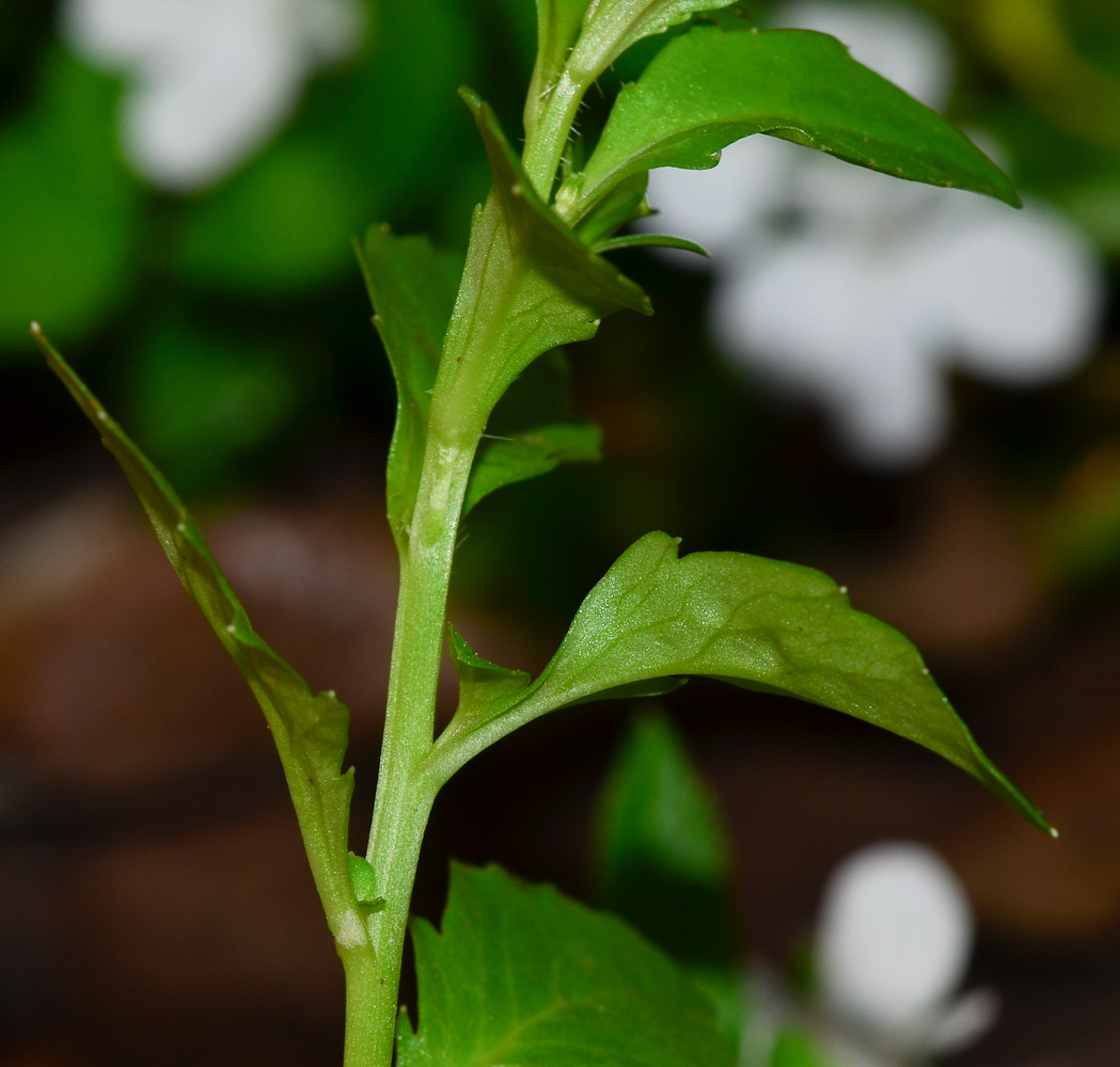 Изображение особи Lobelia erinus.