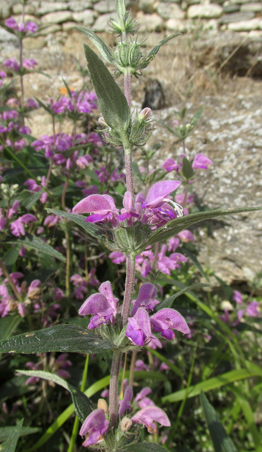 Image of Phlomis pungens specimen.