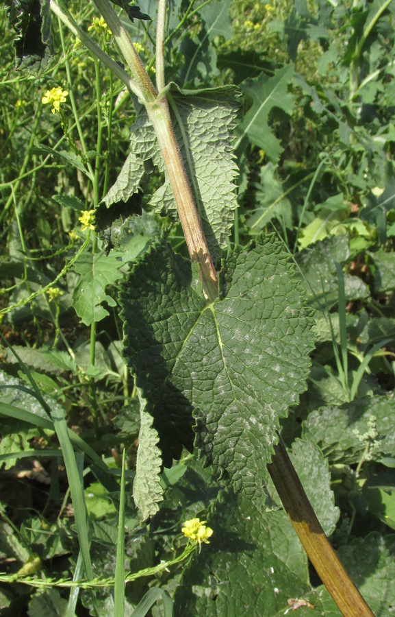 Изображение особи Phlomoides hybrida.