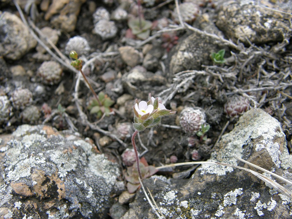 Image of Androsace maxima specimen.