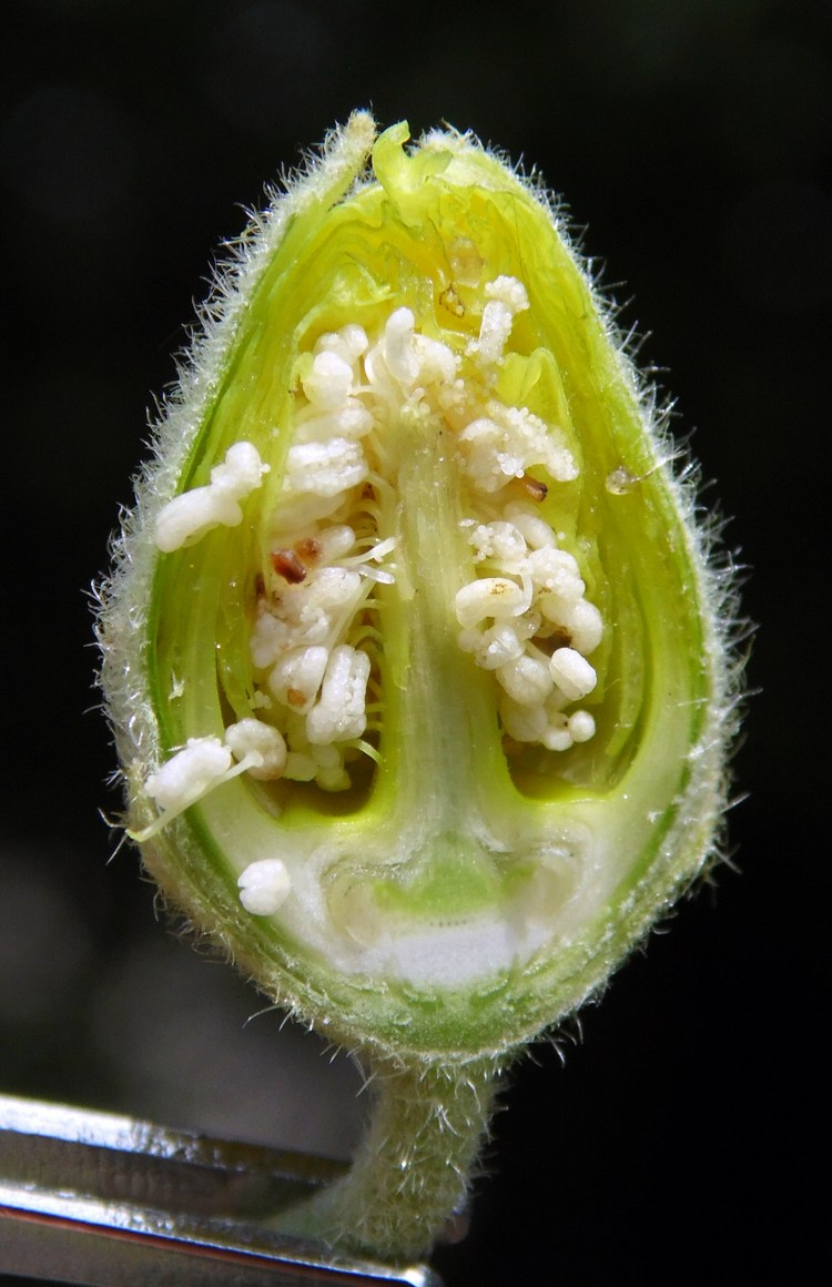 Image of Alcea rugosa specimen.