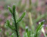 Lycopodium clavatum