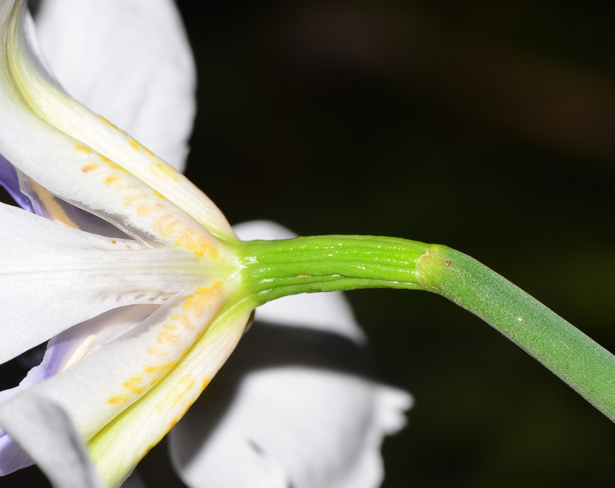 Image of Dietes grandiflora specimen.