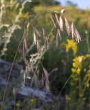 Bromus japonicus