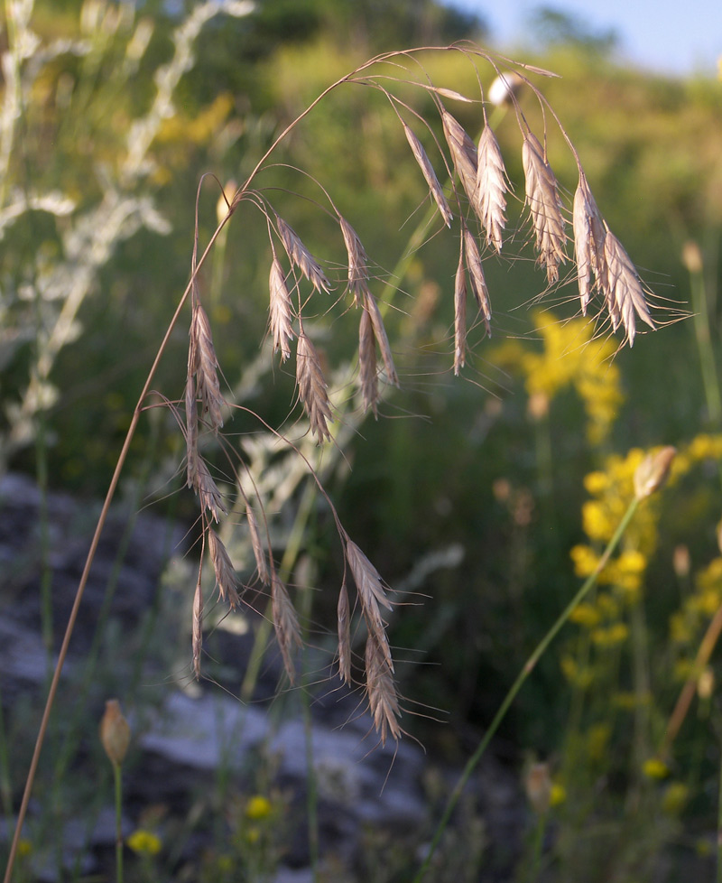 Изображение особи Bromus japonicus.