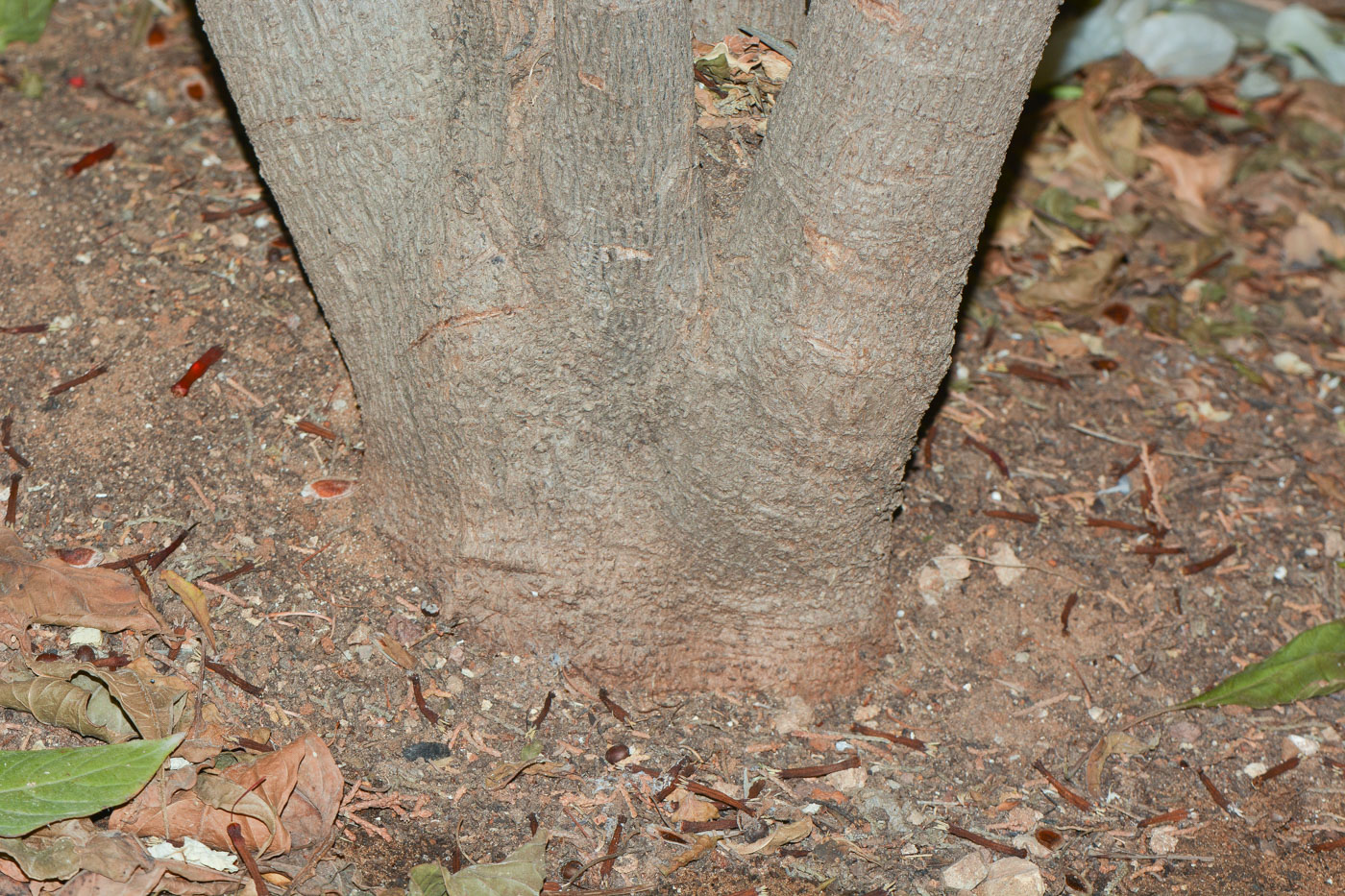 Image of Hamelia patens specimen.