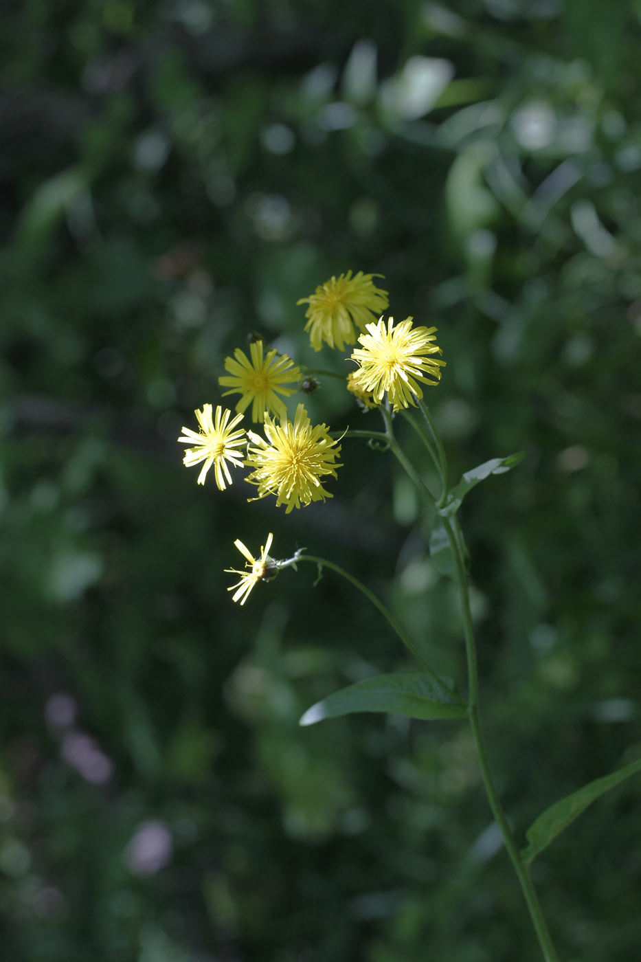 Изображение особи Crepis sibirica.