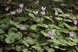 Cyclamen repandum подвид peloponnesiacum. Цветущие растения. Греция, Пелопоннес, Мессения, влажный лес возле ущелья Фарангаки Перистерия. 29.03.2015.