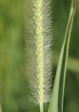 Image of taxon representative. Author is Роланд Цандекидис