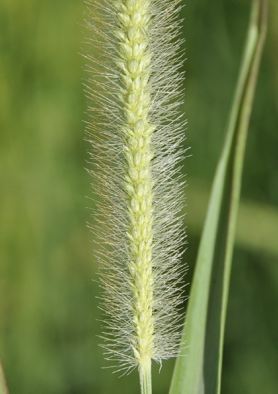 Image of genus Setaria specimen.