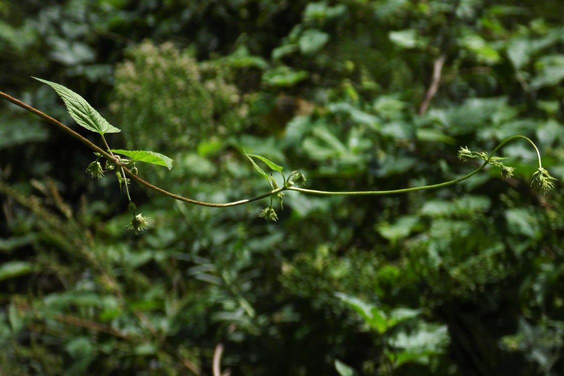 Image of Humulus lupulus specimen.