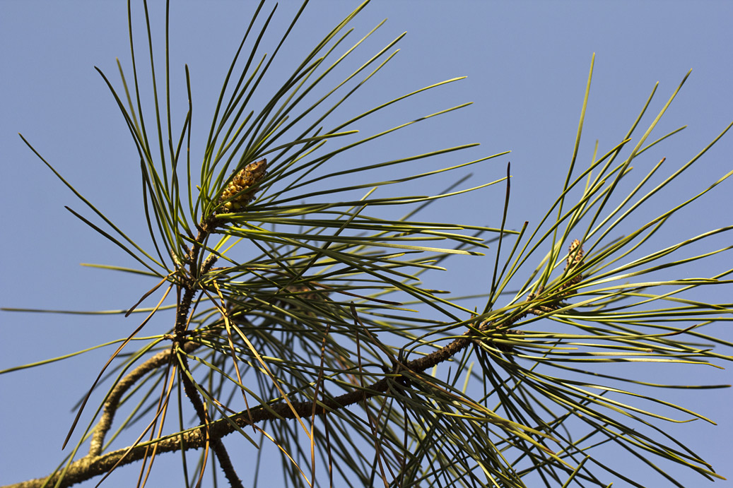 Image of Pinus pinaster specimen.