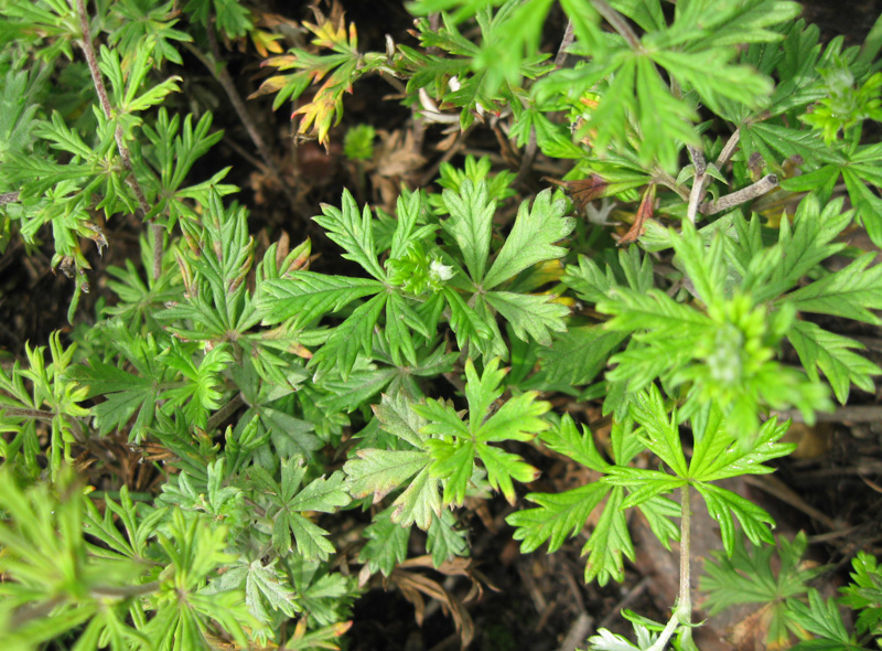 Image of Potentilla argentea specimen.