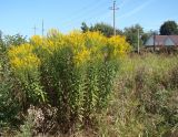 род Solidago