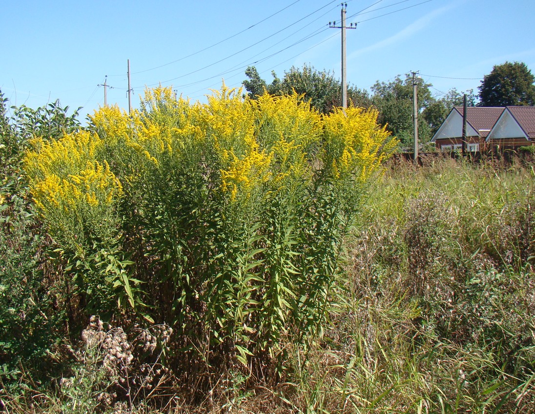 Изображение особи род Solidago.