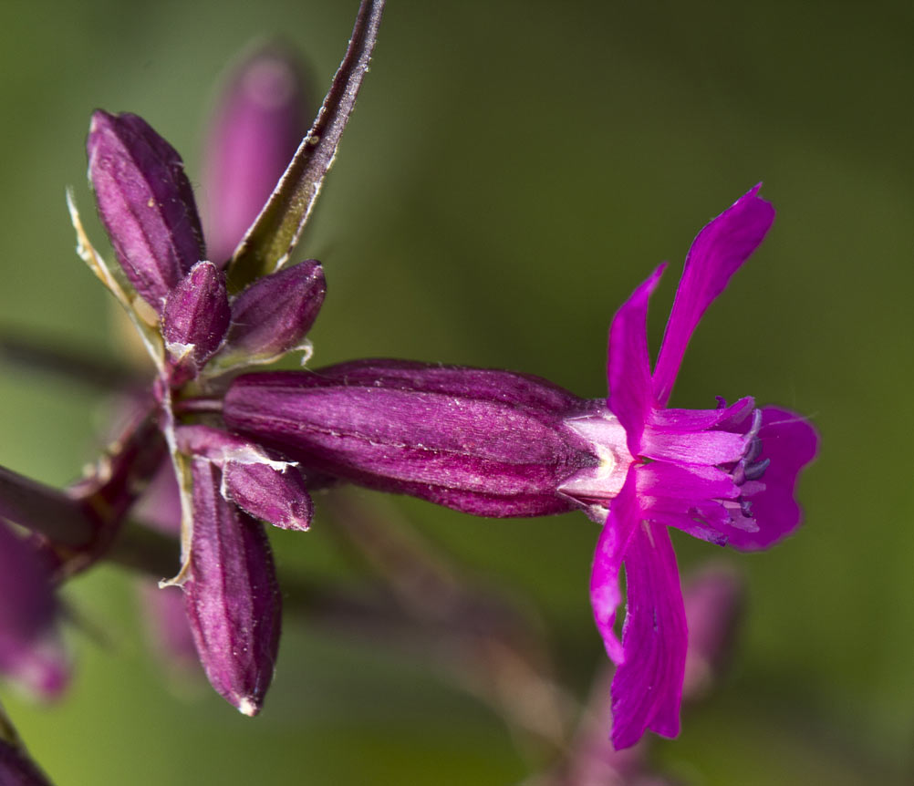 Image of Viscaria vulgaris specimen.